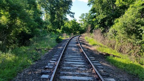 Railroad tracks amidst trees