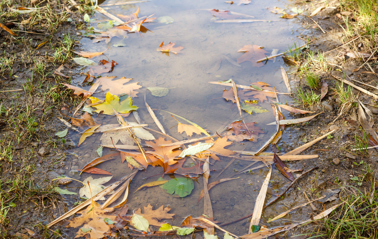 HIGH ANGLE VIEW OF DRY MAPLE LEAVES ON FIELD