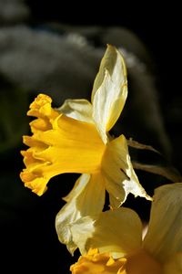 Close-up of yellow flowering plant