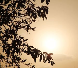 Low angle view of silhouette tree against sky during sunset