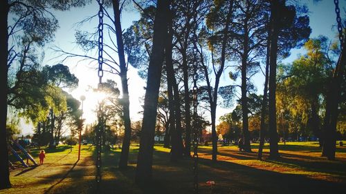 Trees against sky