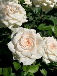 Close-up of white rose blooming outdoors