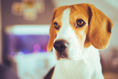 Dog closeup portrait on sunny spring day indoors. beagle dog background.