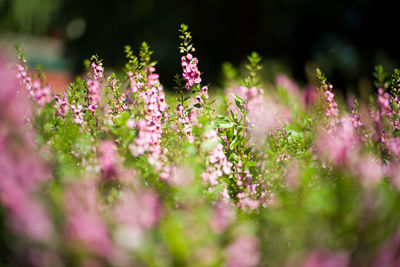 Close-up of pink flowering plant on field