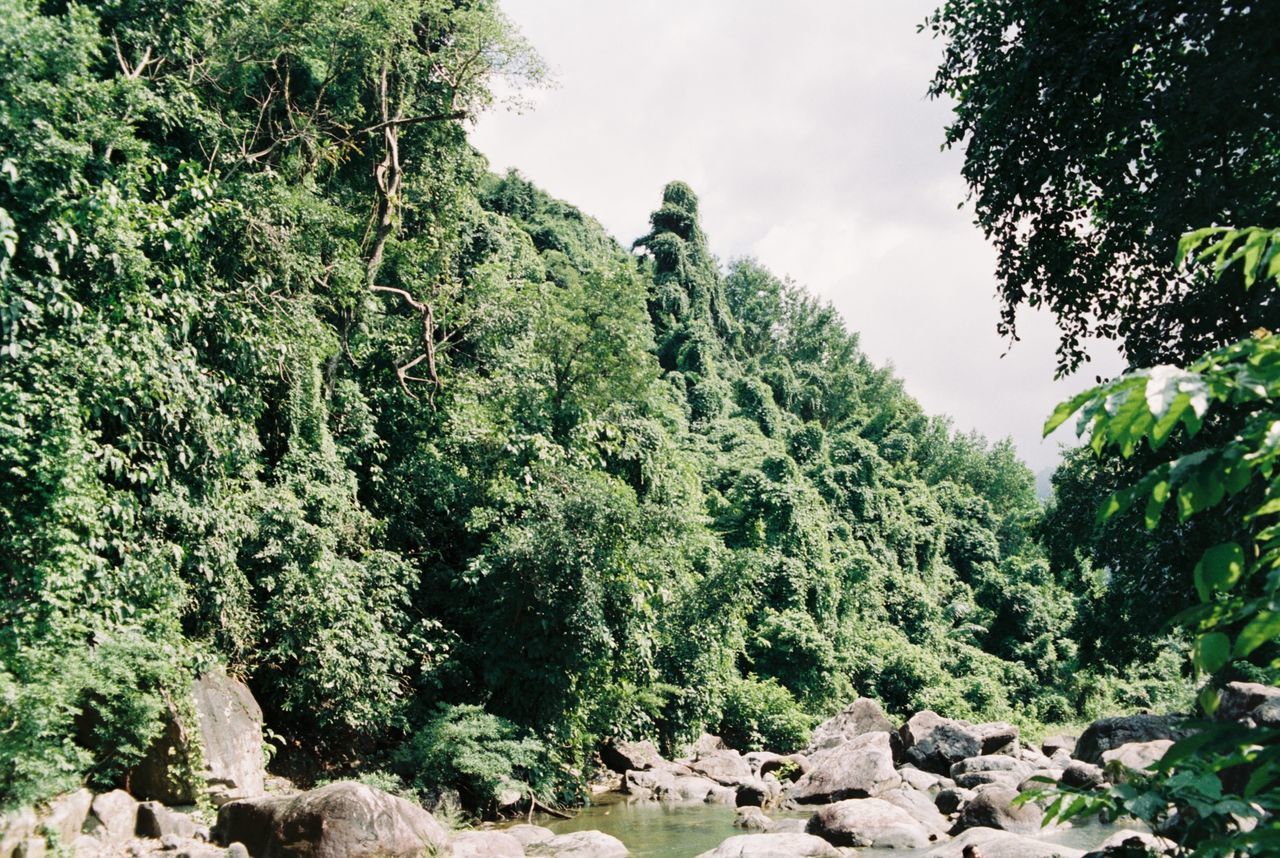 PANORAMIC VIEW OF TREES ON LANDSCAPE AGAINST SKY