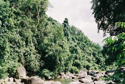 Scenic view of trees against sky