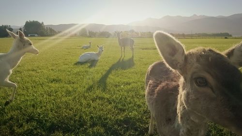 Sheep grazing on grassy field