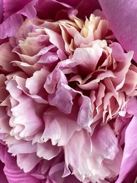 Close-up of pink roses