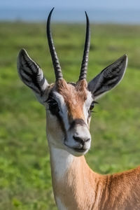 Close-up portrait of a horse