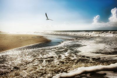 Seagull flying over beach against sky