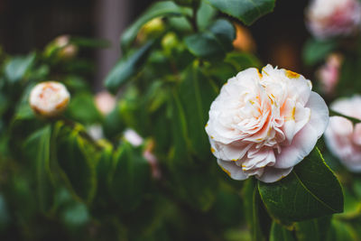 Close-up of rose blooming outdoors