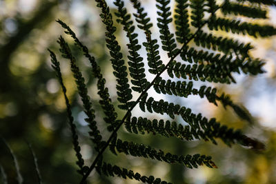 Full frame shot of tree