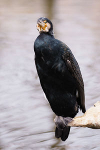 Close-up of bird perching on wood