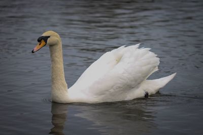 Swan swimming in lake