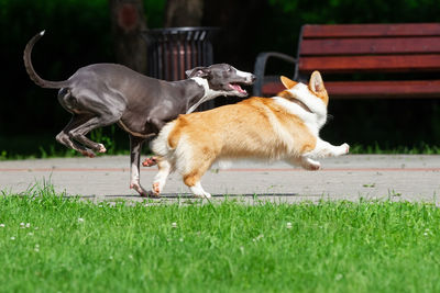 Two dogs on grass