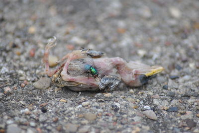 Close-up of crab on rock