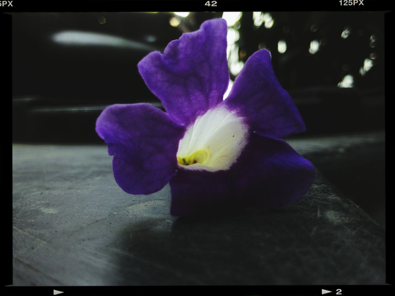 flower, transfer print, petal, flower head, purple, freshness, fragility, auto post production filter, close-up, single flower, beauty in nature, focus on foreground, nature, blue, growth, blooming, orchid, plant, indoors, no people