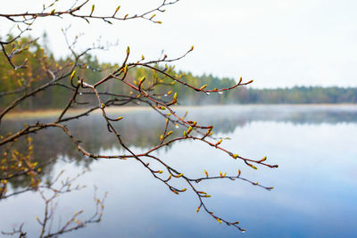 Buds on the branches at the lake with morning fog