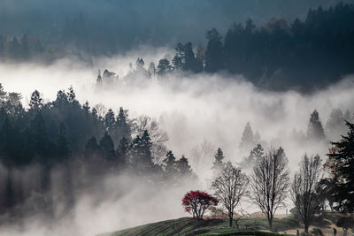 Panoramic shot of silhouette trees against sky