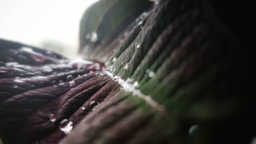 Close-up of water drop on leaf