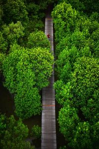 Aerial view of footbridge over lake in forest