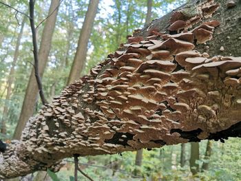 Close-up of lizard on tree trunk in forest