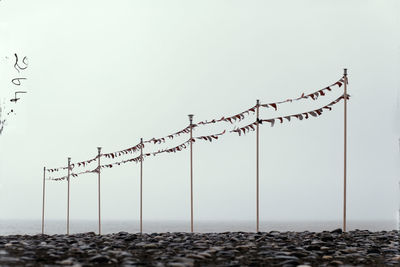 Birds against clear sky