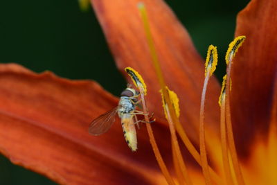 Close-up of insect pollinating orange flower