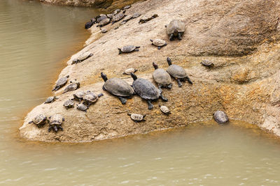 High angle view of crab in lake