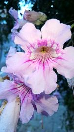 Close-up of pink flower