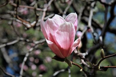 Close-up of pink rose