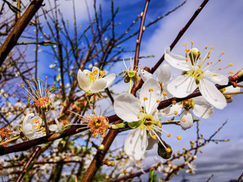 Close-up of white cherry blossoms in spring