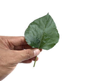Close-up of hand holding leaf against white background