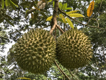 Low angle view of fruits on tree