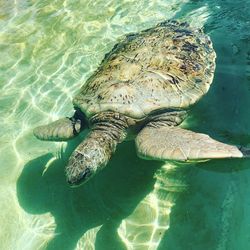 High angle view of turtle in sea