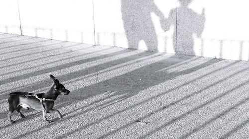 High angle view of dog walking with shadow on footpath