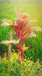 Close-up of day lily blooming on field