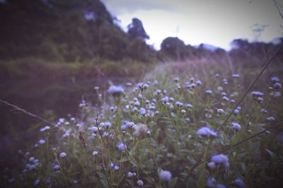 Purple flowers blooming in field