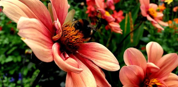 Close-up of bee pollinating flower