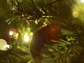 Close-up of christmas tree