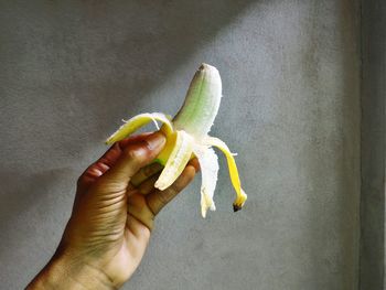 Close-up of hand holding fruit