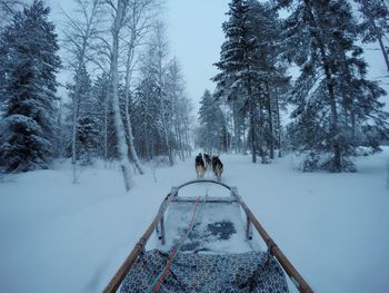 Dogs on snow covered field against trees