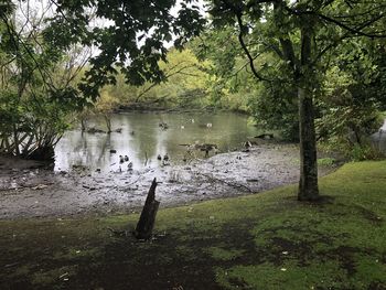 Scenic view of lake in forest