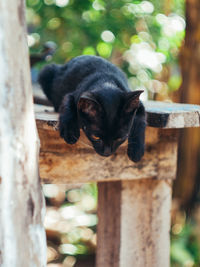 Black dog relaxing on wooden post