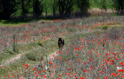 Black cat on red poppy flowers