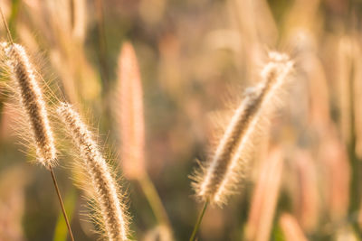 Close-up of wheat growing on field