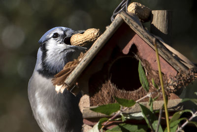 Close-up of bird perching on tree