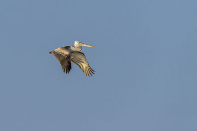 Low angle view of bird flying in sky