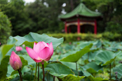 Close-up of pink lotus water lily in pond