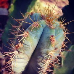 Close-up of cactus plant